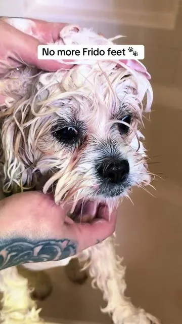 The best for dogs with skin problems and allergies 🐶 #pethonesty #doglover #dogowner #dogsofttiktok 