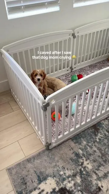 Such a dream to have a safe space for my puppy to play 💫 the washable pee pads on the floor are in my showcase too #PuppyPlaypen #Playpen #PetPlaypen #PetEssentials #tiktokshopspringglowp 
