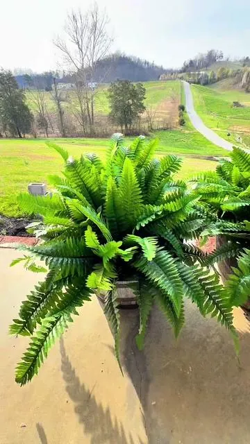 Boston Ferns, realistic ferns that you don’t have to water. Artificial ferns that look amazing for indoors or outdoors. #tiktokshopspringglowup #fern #porch #patio #artificialflowers 