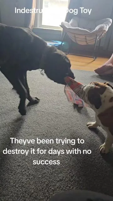 Indestructible Dog Toy #newspaper #dogtoy #indestructible #dog #dogs 