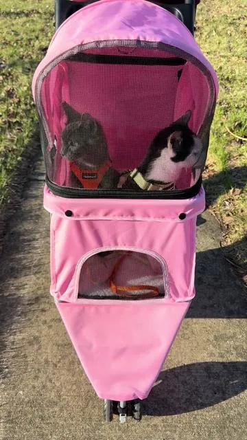 I love our daily walks 😻 #cats #catsoftiktok #catlover #cattok #PetsOfTikTok 