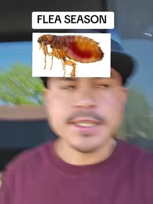 DOG FLEA IRRITATION 