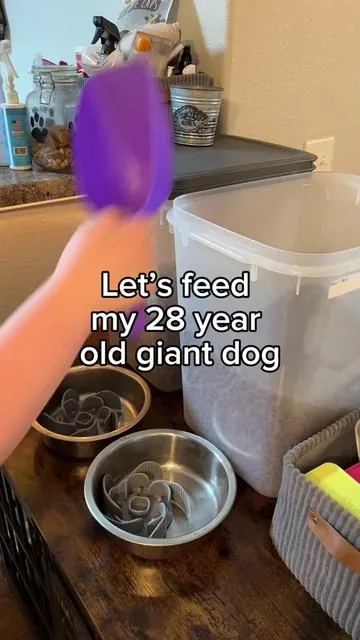 Let’s feed my 28 year old💛 #dogfeeding #dogfood #dogfoodrecipe #dogsoftiktok #dogmomlife 