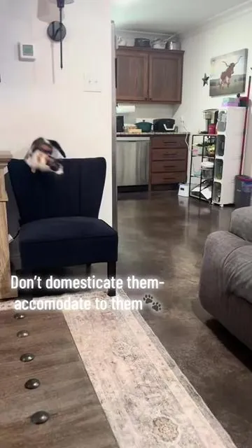 #cattree #cattreehouse #catcondo #tiktokshopspringglowup 
