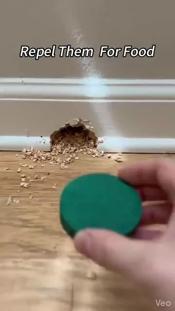 One ball can protect an area of __15 square feet. The easiest way to repel rodents ever! ✅ #rodentrepellent #homemaintenance #pestfree #rodentball #rodents