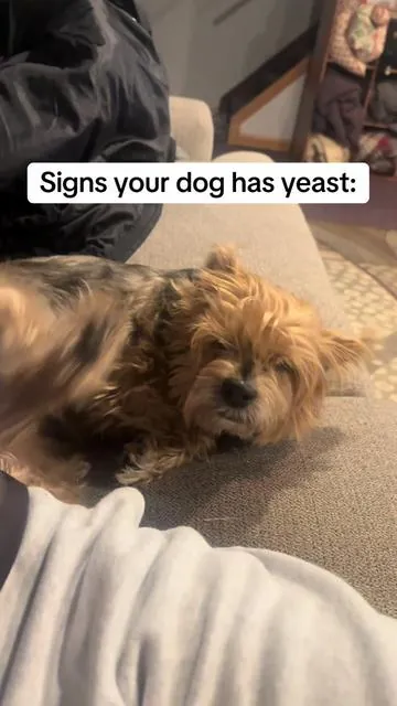 If your dog has yeast, you need to be giving them a daily probiotic #dogprobiotic #dogyeast #dogyeastbuildup #dogguthealth 