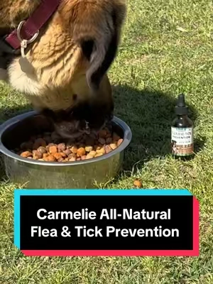 It’s Flea and Tick Season! Carmelie Flea & Tick Support Drops for Dogs & Cats #fleaandtickprevention, #petsupplements, #doglovers, #tiktokshopcreatorpicks, #tiktokshopspringglowup  