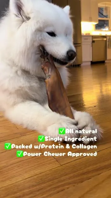 Bored dog? Aggressive chewer? Need something that actually keeps them busy? These 10–12 inch Camel Cheek Strips do it all. Made from just one ingredient — 100% natural camel — they’re long-lasting, mess-free, and a go-to for keeping your dog occupied. Mine are obsessed, and I feel good giving them something this simple and clean. Hit the link and grab yours before they’re sold out. @Wild Wolf Bully Sticks #dogessentials #dogtreats #dogchews #dogenrichment #powerchewers 