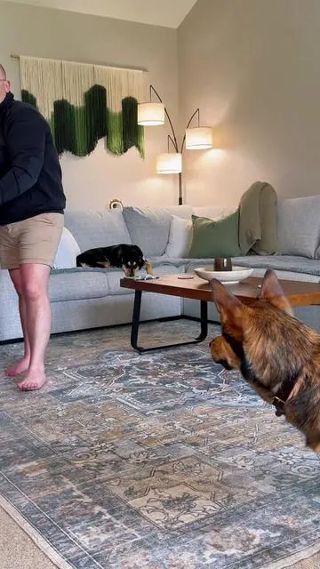 a bed that is comfortable for them and keeps the house clean for you. @muddymat #muddymat #cloudbed #dogbed #orthopedicdogbed #tiktokshopcreatorpicks
