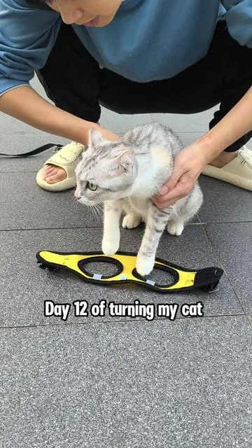 Day 12… he’s getting more curious every day 🐱🌿#catsoftiktok #cat #adventurecat #petadventures #catlife #catlover #petvideos #fyp #catworld