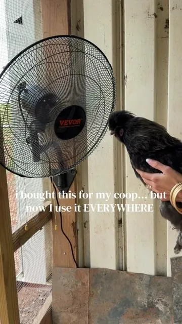 my chickens are so spoiled!!! This even has a misting option!!! I got the two pack to put one on my porch too but now I need more‼️ @VEVOR Outdoor Store #vevorttshop #outdoorfan ##keepingchickenscool##oscillatingfan#wallmountfan 