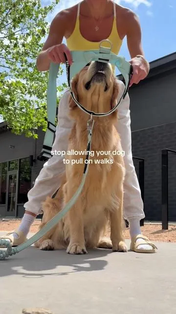 FLASH SALE + the popular colors are selling out fast with Summer right around the corner! Grab your pup one before it’s too late! #goldenretriever #nopullharness #tiktokshopcreatorpicks #tiktokshopspringglowup 