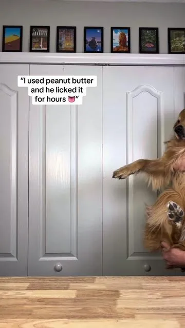 This worked so well!! #tiktokshopcreatorpicks #dog #dogsoftiktok #dogenrichment #goldenretriever 