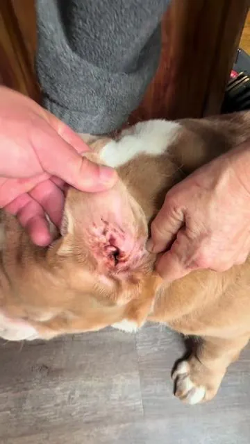 Most People Think it’s an Allergy Issue… but Most Times it’s Yeast!  Carmelie Dog Ear & Skin Relief Drops, Yeast Infection Treatment for Dogs #dogsupplements, #yeastinfection, #dogallergies, #doglover, #tiktokshopcreatorpicks 