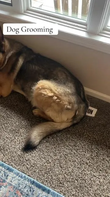 #dog #tiktokshop 