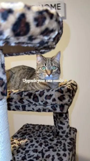 it’s so soft, I wanna get in there myself 🤩 #cattree #hoomic #catcondo #tiktokmademebuyit #fyp 