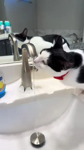#catwaterfountain most cats like to drink running water. That’s why they drink out of sinks.  Just got the perfect cat water fountain for ours. ☺️