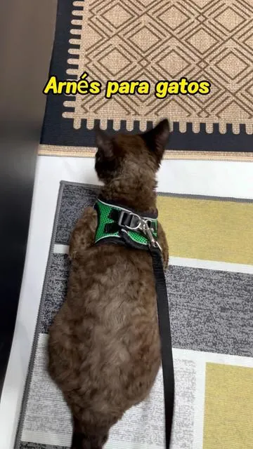 Si tu gato odia los arneses… este lo cambiará todo. 🐱#catsoftiktok #catlover #petproducts #catharness #catparentstruggles