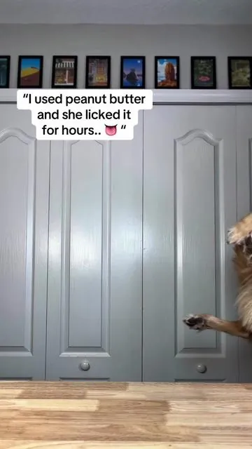 This enrichment toy is so amazing!! #tiktokshopcreatorpicks #dogenrichment #goldenretriever #dogsofttiktok #dog 