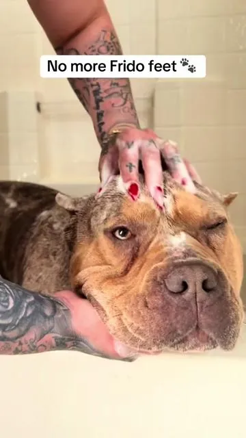 @tori_thegroomer: 2–3 times per week for active issues (itching, yeast, skin infections) •	Leave it on for 10 minutes before rinsing (this part matters A LOT) The best for dogs with skin problems and allergies 🤧  #pethonesty #doglover #dogowner #dogsofttiktok 