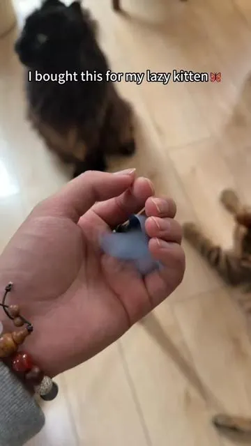 #catsoftiktok #cattoys #catlover #tiktokmademebuyit #catmom 