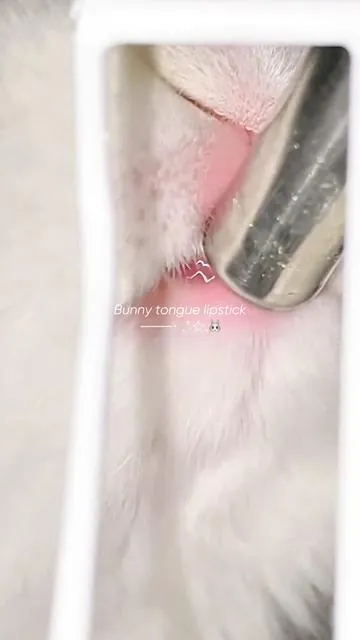 When I say glossy, this is what I mean...🌷🐰💕 It feels so hydrating and glossy but not sticky at all >> #judydoll_us #glossylips #lipbalm #lipstick #nudelips 