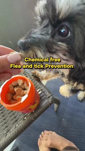 All natural flea and tick prevention for your fur babies because they deserve the best! #fleas #dogcare #bugrepellent #fleaandtickprevention 