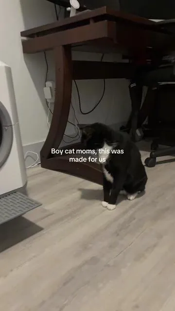 Now why would he embarrass me like that LOL #catlitter #BOYCAT #automaticlitterbox #CATMOM 
