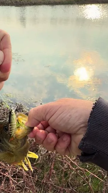 @Truscend has some of the best baits on the market!! 🎣🎣 @Truscend @Truscend.fishing #spotlightfinds #fishing #fishtok #fishinglife #greenish 