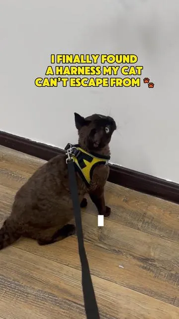 I finally found a harness my cat CAN’T escape from#catlover #catharness #petproducts #fyp #TikTokMadeMeBuyIt