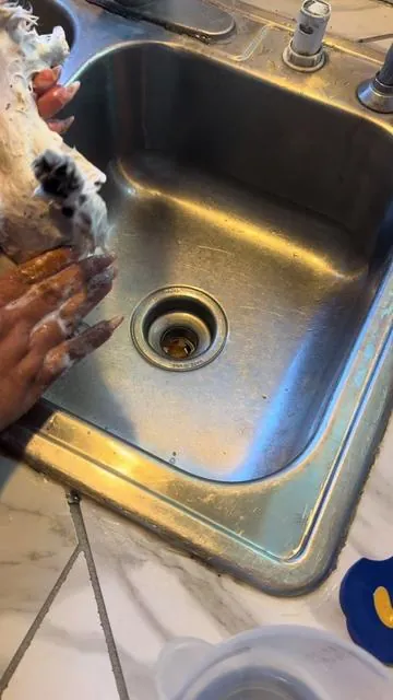 Excelente champú para dog perros bebés grandes  #dog #puppys #exelente #
