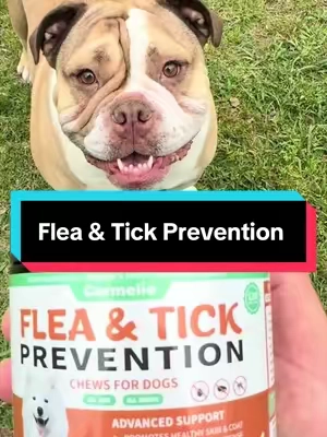It’s Flea and Tick Season! Carmelie Flea & Tick Prevention Support Chews for Dogs #fleaandtickprevention, #dogsupplements, #fleas, #dogtok, #tiktokshopcreatorpicks 
