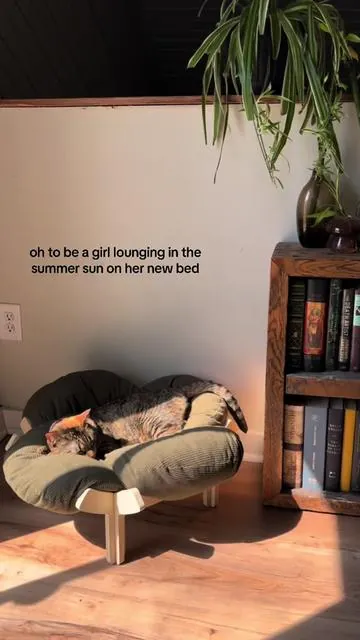 i wish she had this sooner🥲 #catsoftiktok #catbed #catmom
