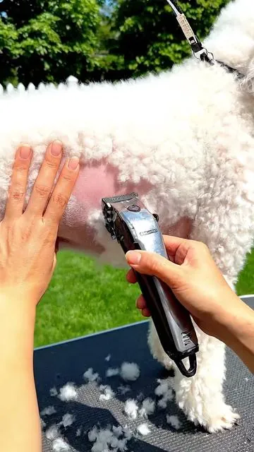 When having a dog becomes a full-time job 🐕 #dog #dogtok #doglover #fleaprevention #OurCares 