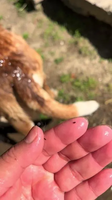 Zesty Paws Flea & Tick Removal #zestypaws #shampoo #perros #pulgas #@zestypaws #paratiiiiiiiiiiiiiiiiiiiiiiiiiiiiiii 