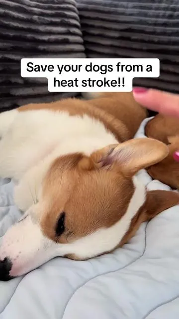 I got an XL #coolingmat #summerpetessentials #dogmusthaves #summerheat #doghealth 