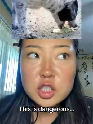 #dogsoftiktok #doghealth #dogparents #guthealth #doghealthtips 