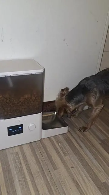 Alimentador de mascotas automático 