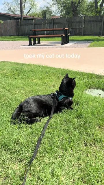 🚶🏼‍♂️🐈‍⬛ #fyp #cattok #catsoftiktok #outdoor #nature 