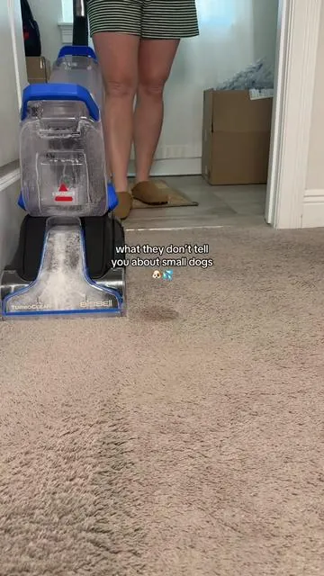 I love my Bisell Turboclean for keeping my carpet clean #carpetcleaning #smalldog #tinydog #cavapoo #carpetcleaner 