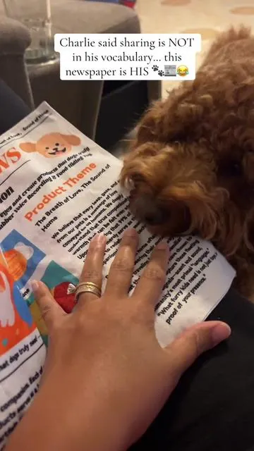 Charlie said sharing is NOT in his vocabulary… this newspaper is HIS 🐾📰😂 #g#goldendoodled#dogsoftiktokd#doodlelifef#funnydogd#dogpersonalityp#petsoftiktokd#dogmomlifec#cutedogsf#fypシ゚viral #viralvideo 