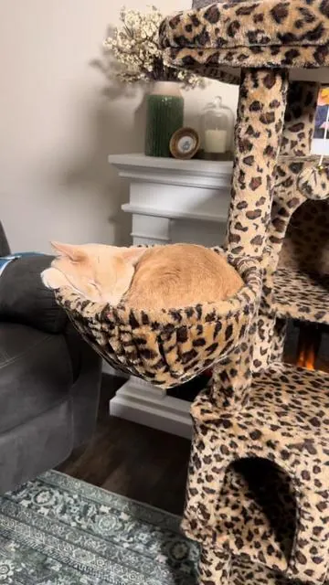 Such a fun cat tree! Very sturdy and comes in a few different color options. Check it out! @HOOMIC #catsoftiktok #cattree #catproducts 