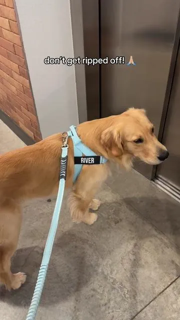 you’re gonna wanna hear this 😳🤯 #wearedogfriendly #goldenretriever #nopullharness 