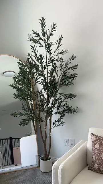 Size: 7ft.. Comes in 3 different sizes! #olivetree #tiktokshopcreatorpicks #tiktokshopspringglowup #tiktokshopsummerturnup 