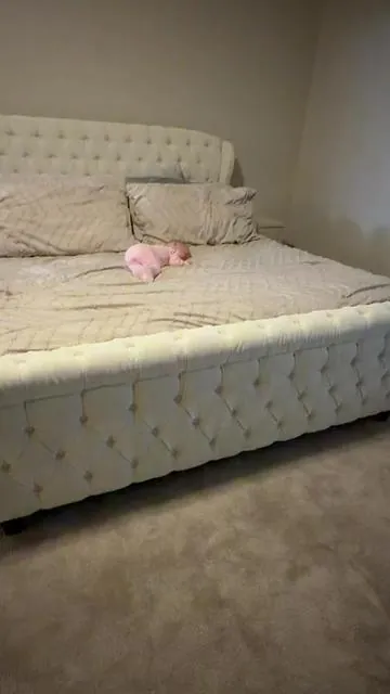 This bed looks so expensive but it’s actually not!! #homedecor #homeimprovement #bed #viral #tiktokshopmothersday 