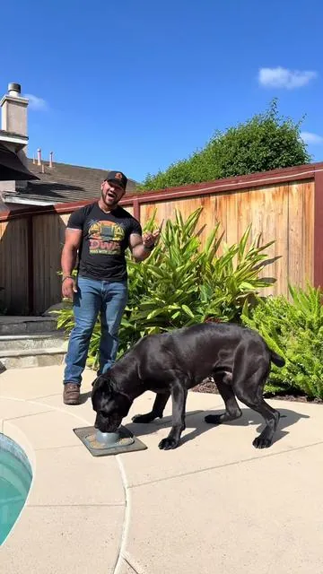 Can’t beat that kind of happiness as a dog owner #canecorso #dogsoftiktok #petsoftiktok #happydog #dogtreats 