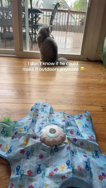 I had hope not anymore #pets #catlovers #cattoys 