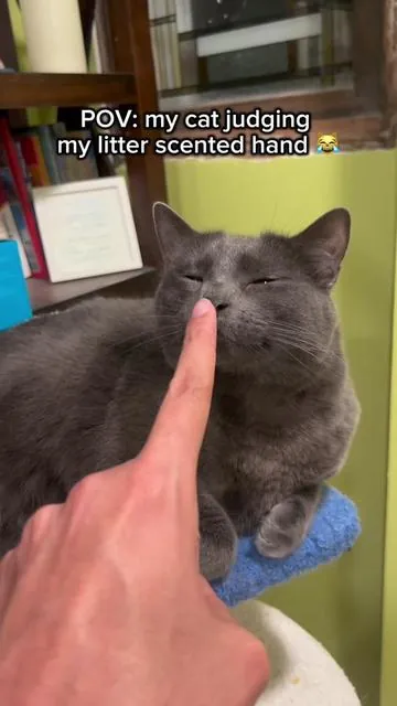 Mama Cat loves the I can spend more time with her, and not clearing her litter thanks to @tayacicy_us #TAYACICY #litterbox #TikTokShopStockUp #TikTokShopMothersDay #TikTokmademebuyit