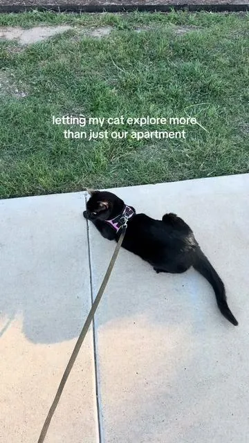 Harley’s a nature typa girl 🌼🌴🐈‍⬛ #cattok #catsoftiktok #harleythevoid #fyp #pets 