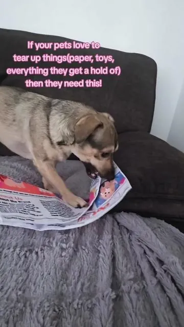 Its weird but atleast they cant destroy it! #ttshop #petshop #weirdtoys #tiktokshop 